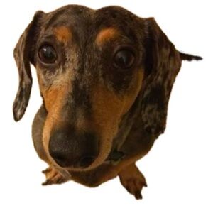 Meet your Posher, Lorna